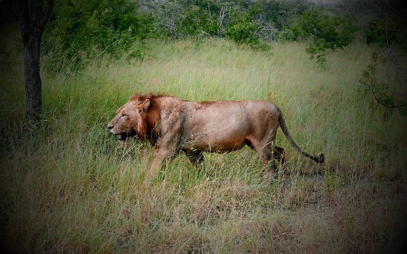 KRUGER MORNING SAFARI